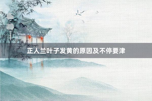正人兰叶子发黄的原因及不停要津